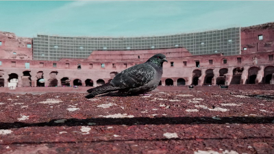 pigeon in the colosseum