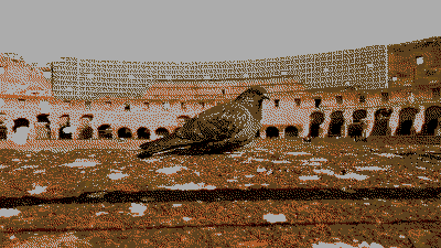 pigeon in the colosseum